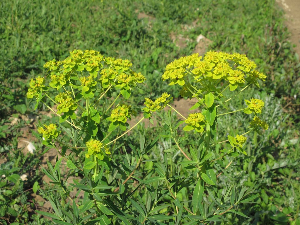 Euphorbia palustris